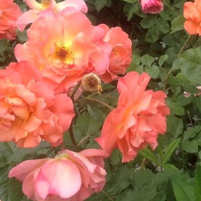 Саджанець плетистої троянди Вестерленд (Westerland)(закритий корінь) 1606333456 фото