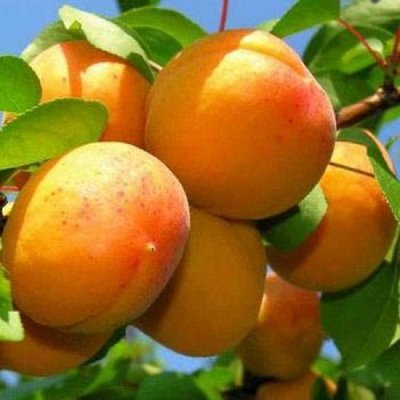 Саджанець абрикосу "Ананасовий" (літній сорт, ранньо-середній термін дозрівання) 1606333766 фото