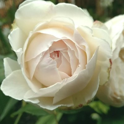 Саджанець англійської троянди Клер Остін (Claire Austin)(закритий корінь) 1606333406 фото