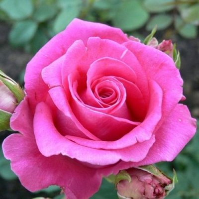 Саджанець троянди чайно-гібридної (садової) Топаз (Topaz)(закритий корінь) 1606333356 фото