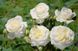 Саджанець троянди Поульсен Ledreborg (Ледреборг)(закритий корінь) 1606333660 фото 1