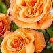 Саджанець троянди Ропару Doris Tijsterman (Доріс Тейстерман)(закритий корінь) 1606333506 фото 1