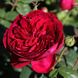 Саджанець троянди Тантау Gospel (Євангеліє)(закритий корінь) 1606333610 фото 1