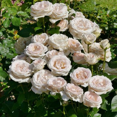 Саджанець троянди Ропару Gruaud Larose (Груо Лароуз)(закритий корінь) 1606333515 фото