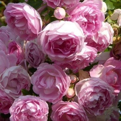 Саджанець плетистої троянди Жасміна (Jasmina)(закритий корінь) 1606333465 фото