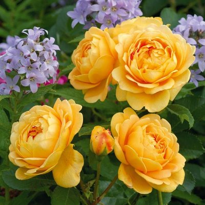 Саджанець англійської троянди Голден Селебрейшен (Golden Celebration)(закритий корінь) 1606333365 фото