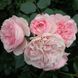 Саджанець троянди Тантау Mariatheresia (Марія Терезія)(закритий корінь) 1606333619 фото 1