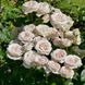 Саджанець троянди Ропару Gruaud Larose (Груо Лароуз)(закритий корінь) 1606333515 фото 1