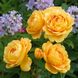Саджанець англійської троянди Голден Селебрейшен (Golden Celebration)(закритий корінь) 1606333365 фото 1