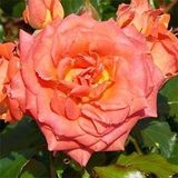 Саджанець троянди Поульсен Orford Castle (Орфордський замок)(закритий корінь) 1606333670 фото