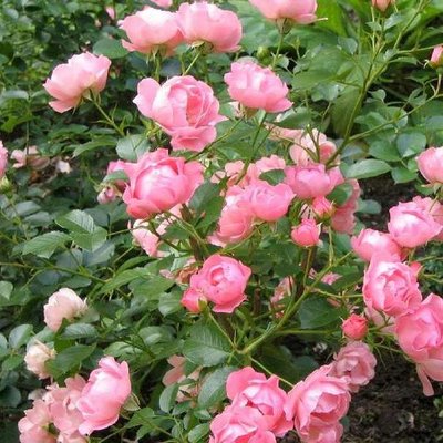 Саджанець плетистої троянди Зоммервінд (Sommerwind)(закритий корінь) 1606333466 фото