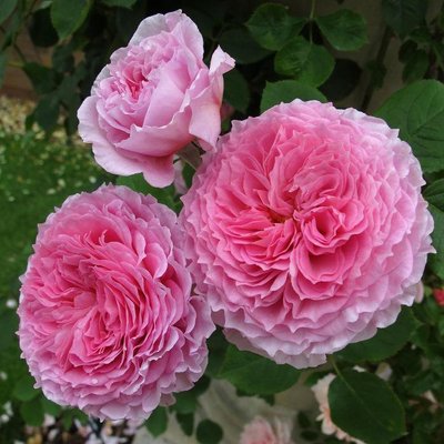 Саджанець англійської троянди Джеймс Гелвей (James Galway)(закритий корінь) 1606333366 фото