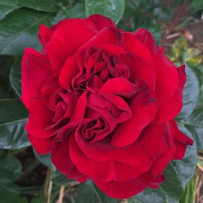 Саджанець троянди Ропару Heirloom Braveheart (Реліквія Хоробре Серце)(закритий корінь) 1606333516 фото