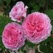 Саджанець англійської троянди Джеймс Гелвей (James Galway)(закритий корінь) 1606333366 фото 1