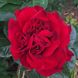Саджанець троянди Ропару Heirloom Braveheart (Реліквія Хоробре Серце)(закритий корінь) 1606333516 фото 1