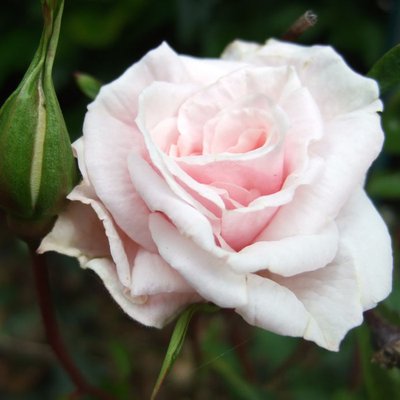 Саджанець троянди Ропару Irene of Denmark (Ірена Данська)(закритий корінь) 1606333517 фото