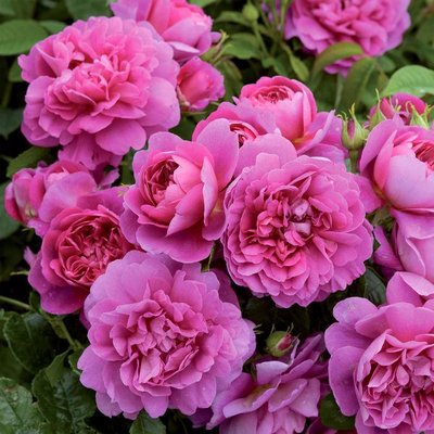 Саджанець англійської троянди Принцес Енн (Princess Anne)(закритий корінь) 1606333417 фото