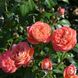 Саджанець плетистої троянди Квін Оф Хартс (Queen of Hearts)(закритий корінь) 1606333467 фото 1