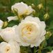 Саджанець англійської троянди Клер Остін (Claire Austin Climbing)(закритий корінь) 1606333367 фото 1
