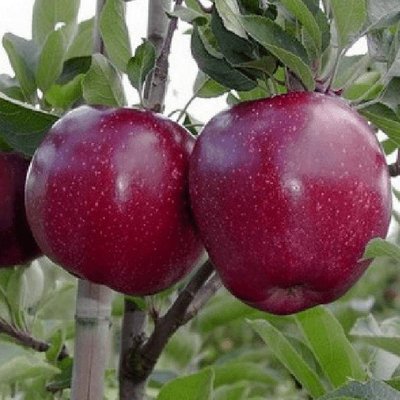 Саджанець яблуні "Чорний Принц" (зимовий сорт, средньо-пізній термін дозрівання) 1606334839 фото