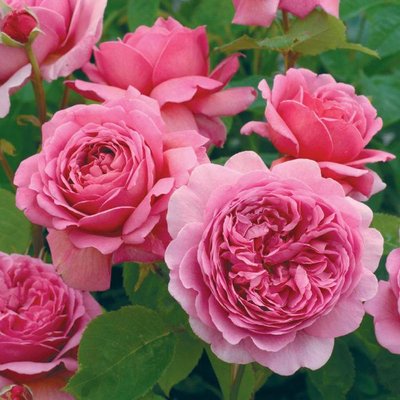 Саджанець англійської троянди Принцеса Олександра (Princess Alexandra)(закритий корінь) 1606333418 фото