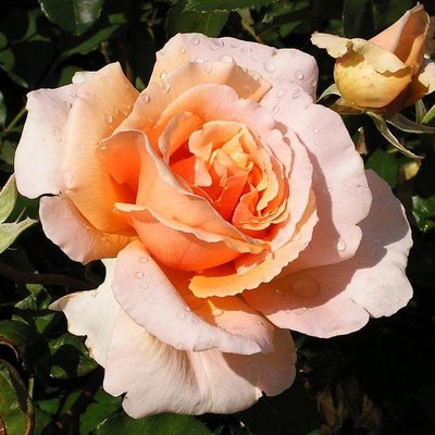 Саджанець троянди Ропару Just Joey (Просто Джої)(закритий корінь) 1606333518 фото