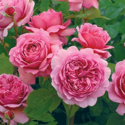 Саджанець англійської троянди Олександра оф Кент (Alexandra of Kent)(закритий корінь) 1606333368 фото