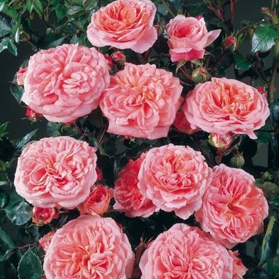 Саджанець троянди Поульсен Prinsesse Marie (Принцеса Марі)(закритий корінь) 1606333672 фото