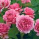 Саджанець англійської троянди Олександра оф Кент (Alexandra of Kent)(закритий корінь) 1606333368 фото 1