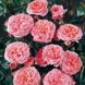 Саджанець троянди Поульсен Prinsesse Marie (Принцеса Марі)(закритий корінь) 1606333672 фото 1