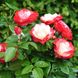 Саджанець троянди Тантау Nostalgie (Ностальгія)(закритий корінь) 1606333622 фото 1