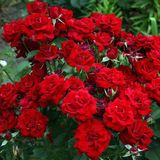 Саджанець плетистої троянди Кордула (Cordula)(закритий корінь) 1606333469 фото