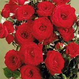Саджанець троянди Поульсен Scarlet Hit (Скарлет Хіт)(закритий корінь) 1606333673 фото