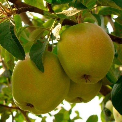 Саджанець яблуні "Кальвіль Сніговий" (зимовий сорт, пізній термін дозрівання) 1606334840 фото