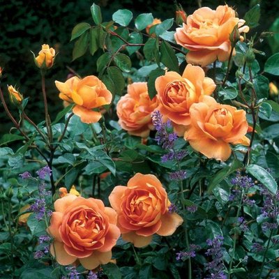 Саджанець англійської троянди Пет Остін (Pat Austin)(закритий корінь) 1606333419 фото