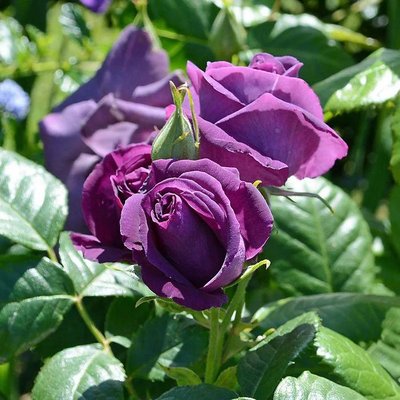 Саджанець троянди Ропару Minerva (Мінерва)(закритий корінь) 1606333519 фото