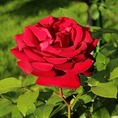 Саджанець англійської троянди Роял Вільямс (Royal Willams)(закритий корінь) 1606333369 фото