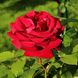 Саджанець англійської троянди Роял Вільямс (Royal Willams)(закритий корінь) 1606333369 фото 1
