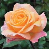 Саджанець троянди Поульсен Scented Memory (Запашна пам'ять) 1606333674 фото