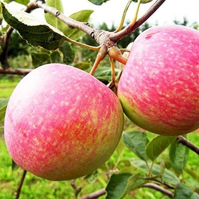 Саджанець яблуні "Слава Переможцям" (осінній сорт, ранній термін дозрівання) 1606334841 фото