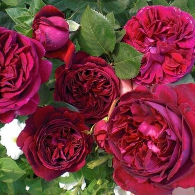 Саджанець англійської троянди Фальстаф (Falstaff)(закритий корінь) 1606333370 фото