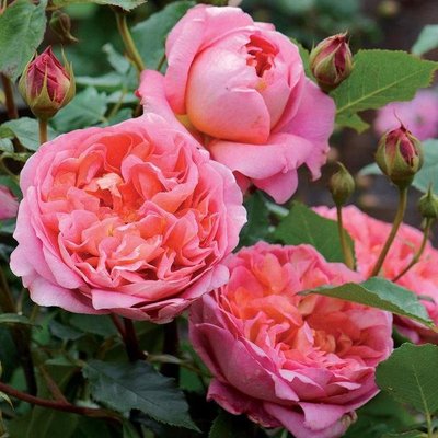 Саджанець англійської троянди Строберри Хілл (Strawberry Hill)(закритий корінь) 1606333420 фото