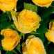 Саджанець троянди чайно-гібридної (садової) Іліос (Ilios)(закритий корінь) 1606333320 фото 1