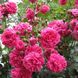 Саджанець плетистої троянди Лагуна (Laguna)(закритий корінь) 1606333470 фото 1