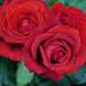 Саджанець троянди Ропару Mushimara (Мусімара)(закритий корінь) 1606333520 фото 1