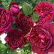 Саджанець англійської троянди Фальстаф (Falstaff)(закритий корінь) 1606333370 фото 1