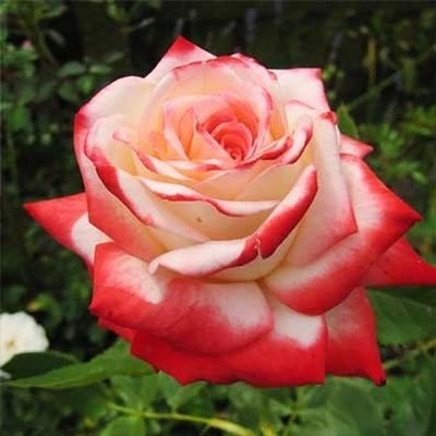 Саджанець троянди чайно-гібридної (садової) Імператриця Фарах (Imperatrice Farah)(закритий корінь) 1606333321 фото