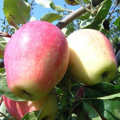 Саджанець яблуні "Сінап Алма-Атинській" (зимовий сорт, пізній термін дозрівання) 1606334842 фото