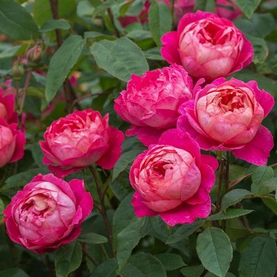 Саджанець англійської троянди Бенджамін Бріттен (Benjamin Britten)(закритий корінь) 1606333371 фото
