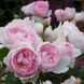 Саджанець англійської троянди Сцептерд Айл (Scepter'd Isle)(закритий корінь) 1606333421 фото 1